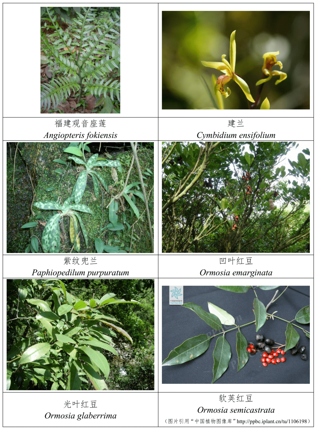 新版《国家重点保护野生植物名录》,中山上榜的有这些