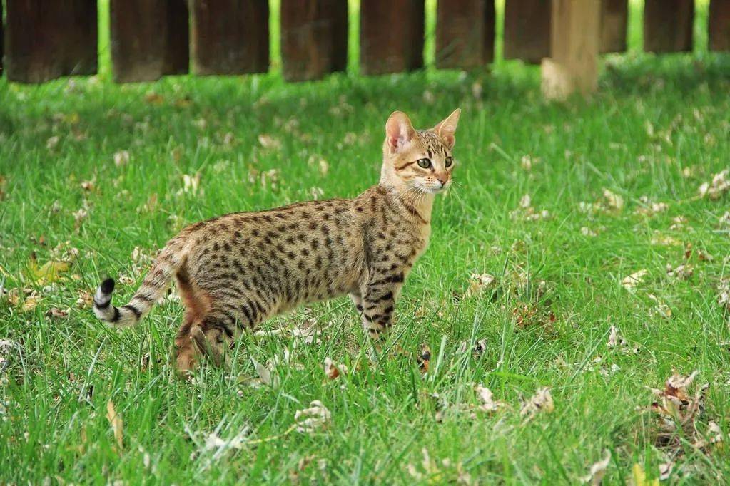 热带草原猫(学名:felis catus × leptailurus serval),英文名称