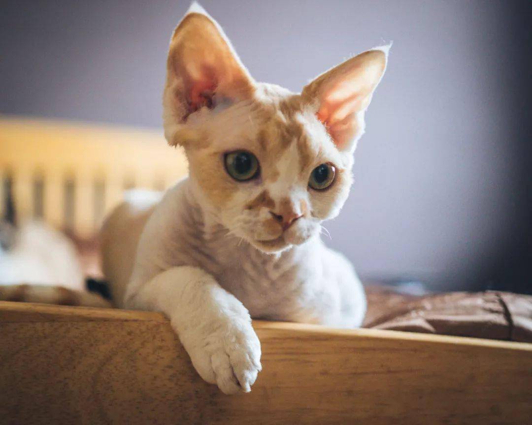 rex)和德文卷毛猫(devon rex)以及塞尔凯克卷毛猫(selkirk rex)和拉波