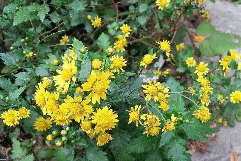 菊科野菜很多,在农业生产中拿到正式编制的也有,蒲公英/taraxacum