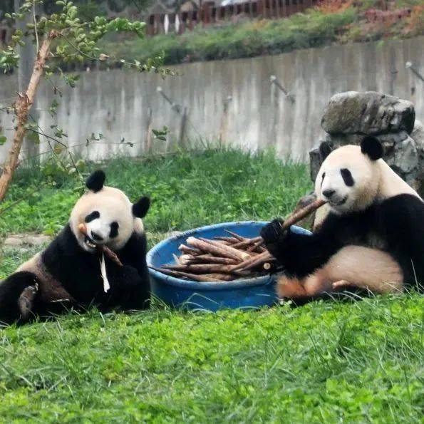 动物园朱鹮馆 与奥运冠军 一起探秘"秦岭四宝"的家 近距离观赏大熊猫