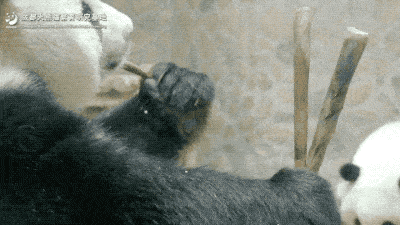 大熊猫的"第六指"是真正的手指吗?