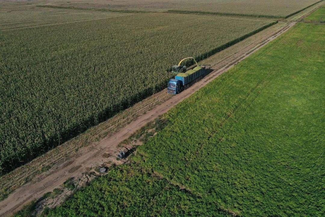 锡林浩特高标准农田喜迎大丰收