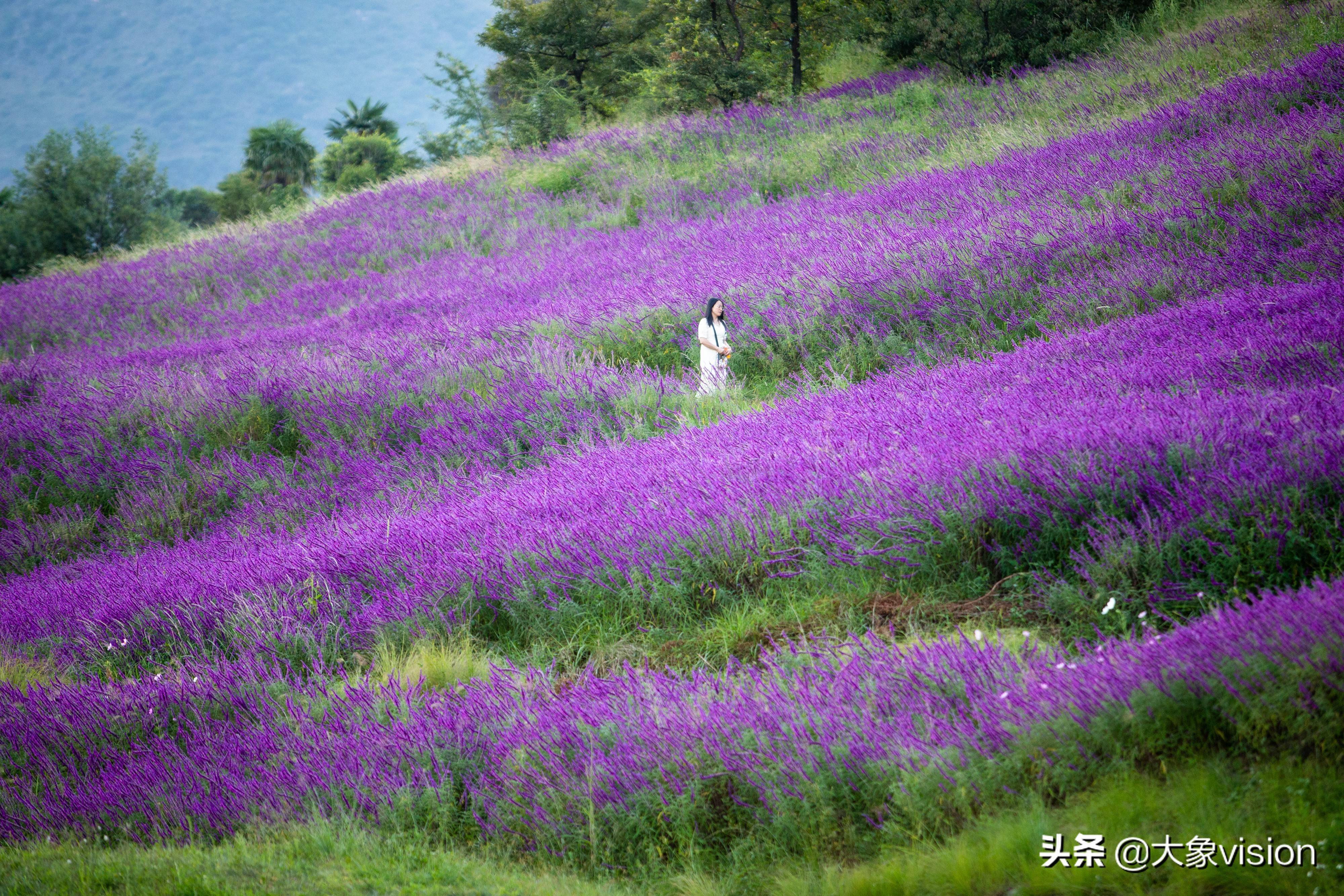 阳宗海千亩鼠尾草争相绽放 恰似紫色海洋在荡漾_花海