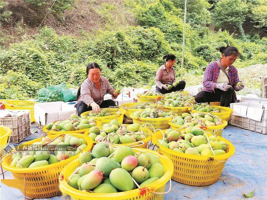 "百色芒果"国家地理标志产品保护示范区获批筹建_广西