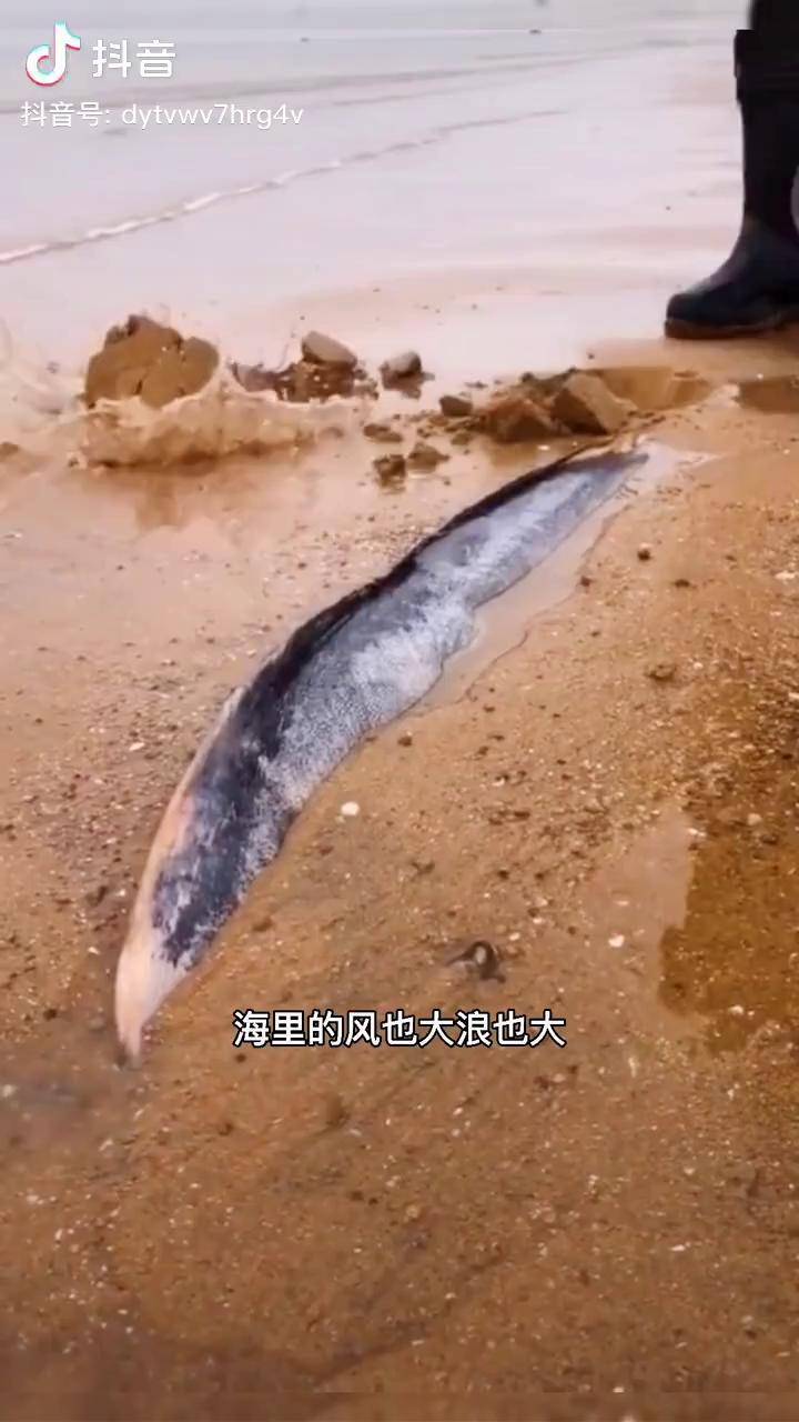 赶海抓海鲜户外海边沙滩上发现了好大一条鱼