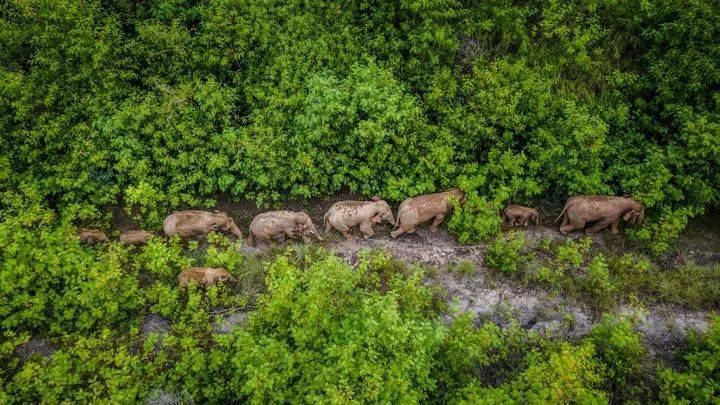 【cop15】我国生物多样性保护增强了人们的获得感幸福