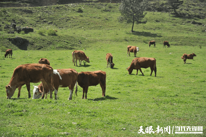 贵州省铜仁市思南县许家坝镇高山草原养殖示范园区,是思南黄牛养殖的