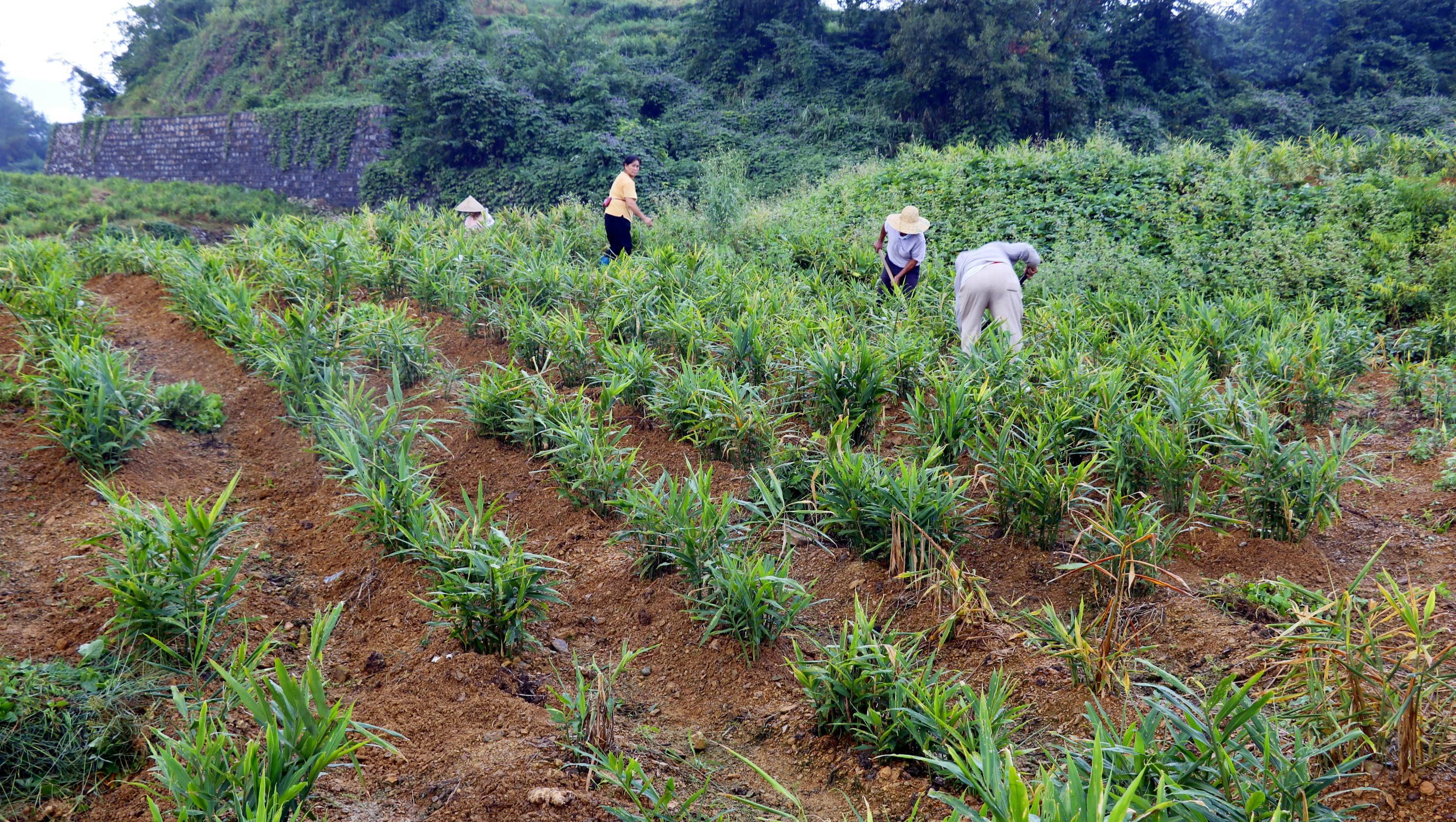 走进营上坡生姜种植基地,一排排生姜排列整齐,枝繁叶茂.