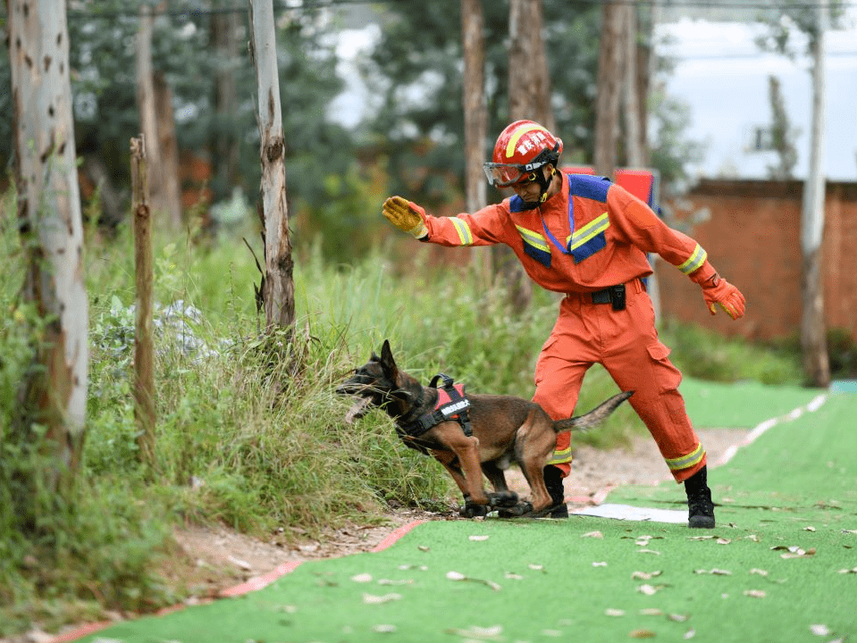 来,一起战斗吧! 全国消防搜救犬技能大赛今日燃情开赛