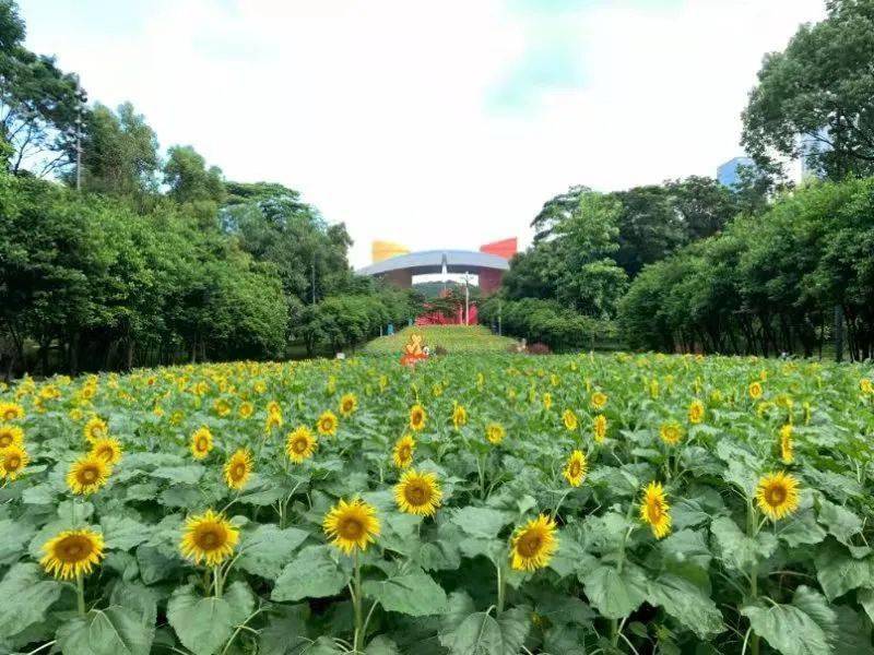 "市民花田" 向日葵花海回归,周末打卡走起