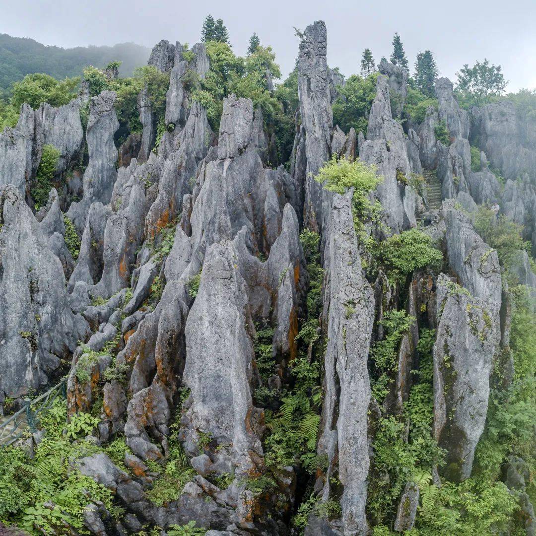 华蓥山石林 摄影/向世明