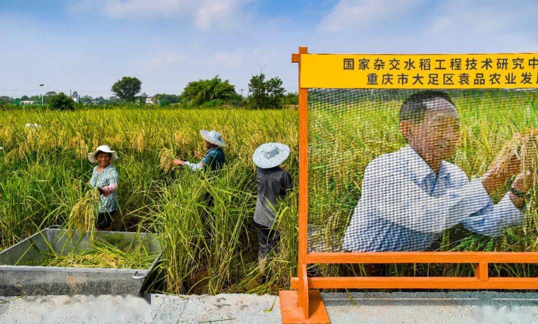 重庆2米高巨型水稻丰收网友袁爷爷的禾下乘凉梦实现了