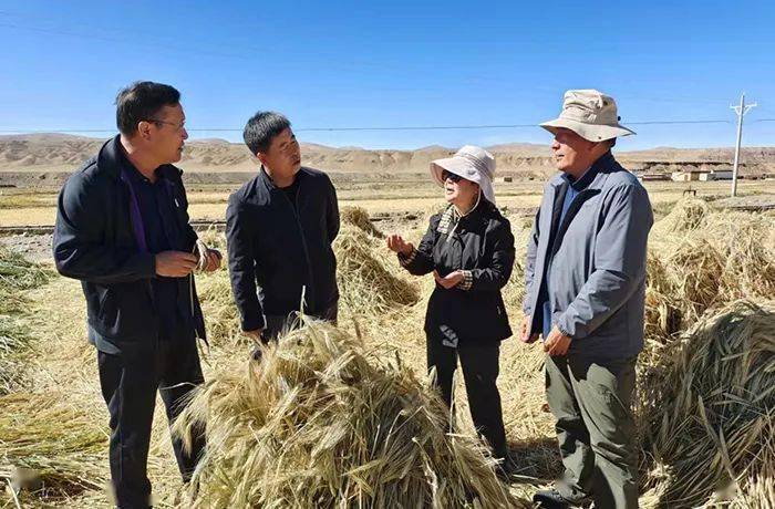 工作组先后深入普兰县农业产业基地,阿里地区良种场,噶尔县生态农业