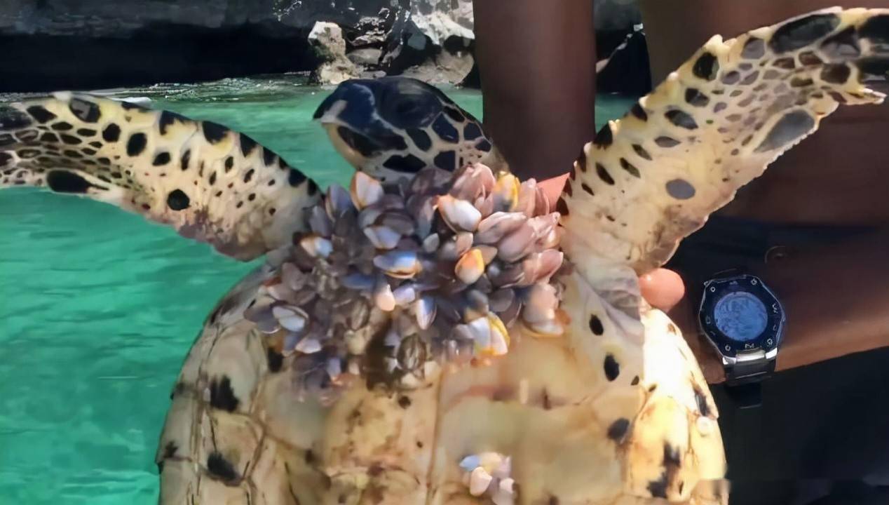 遭人唾弃的藤壶许多海洋生物因被藤壶寄生而死鲸鱼海龟下场十分悲惨