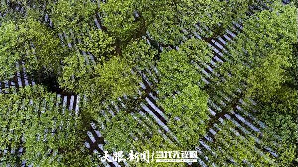 纳雍纳雍县化作林场林下经济产业园