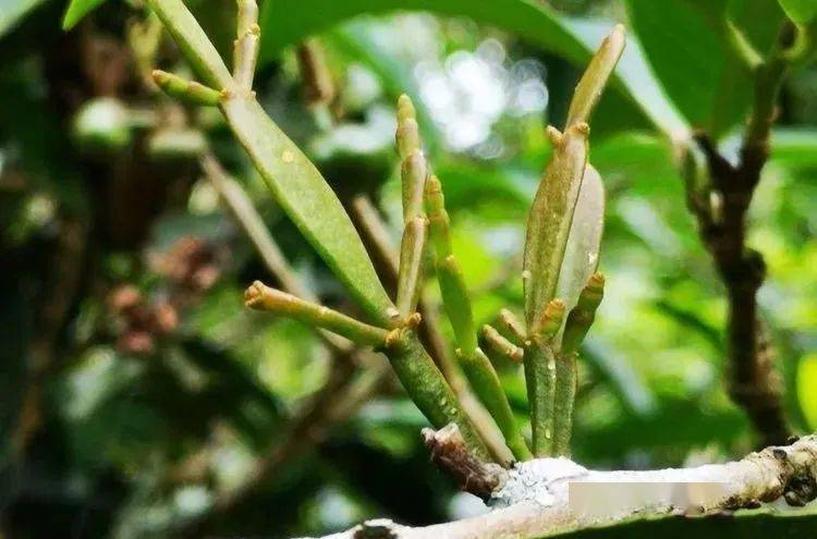 功效 "螃蟹脚"寄生于古茶林内老茶树之上,吸附古茶树之灵气,其性寒凉