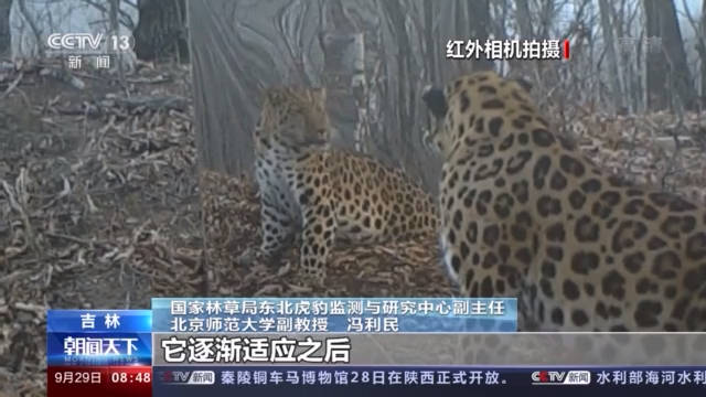 镜子|“我怎么这么好看！”东北虎、东北豹照镜子被镜中的自己迷倒