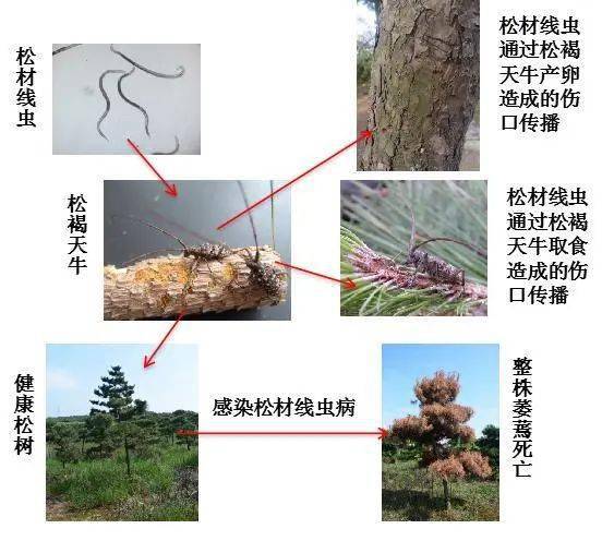 松材线虫病传播途径分为人为传播和自然传播,我国及我省主要是人为调