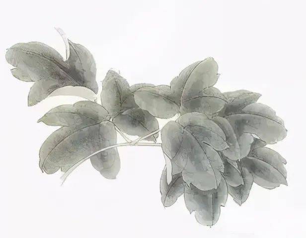 工笔小教程:淡彩牡丹画法