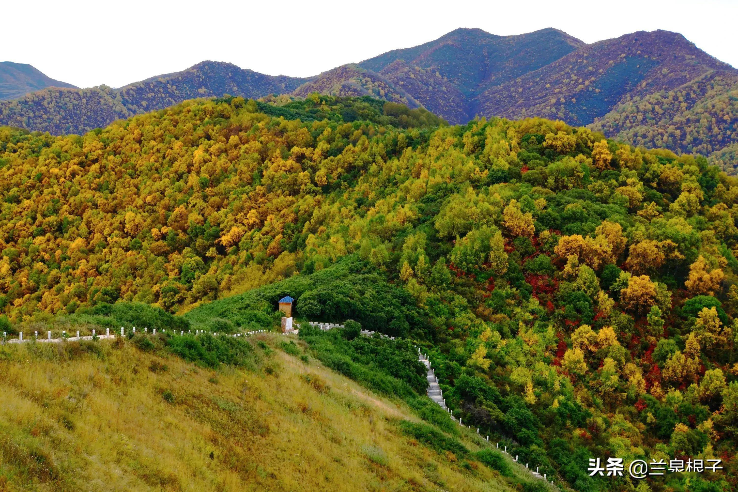 金秋十月兰州云顶山迎来一年中最富梦幻色彩最迷人的季节