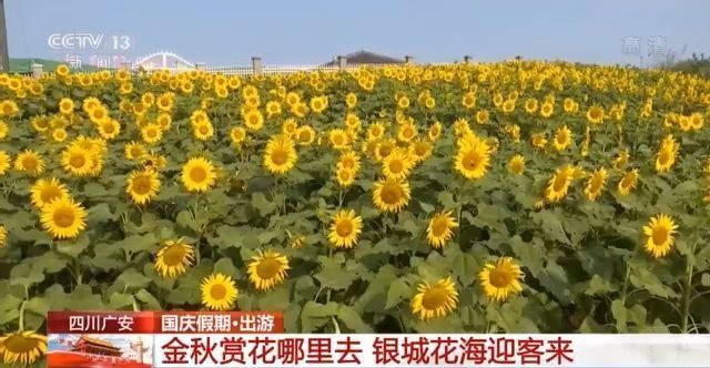 鲜花|五湖四海迎客来 国庆节多个景区迎来客流高峰