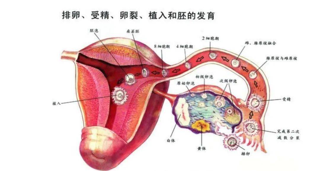 到达宫腔,游走到输卵管壶腹部;而卵巢排出的卵子由输卵管的伞端似手指