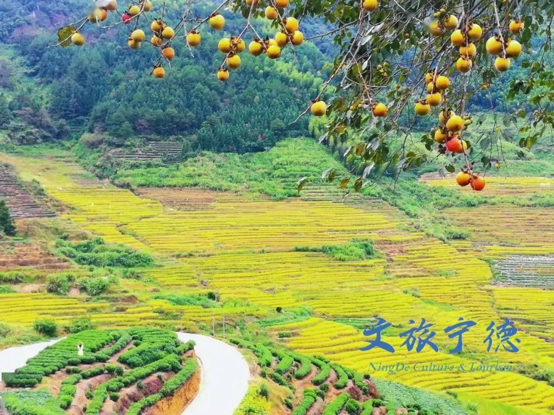 福安后洋梯田 江鸟鸣 摄