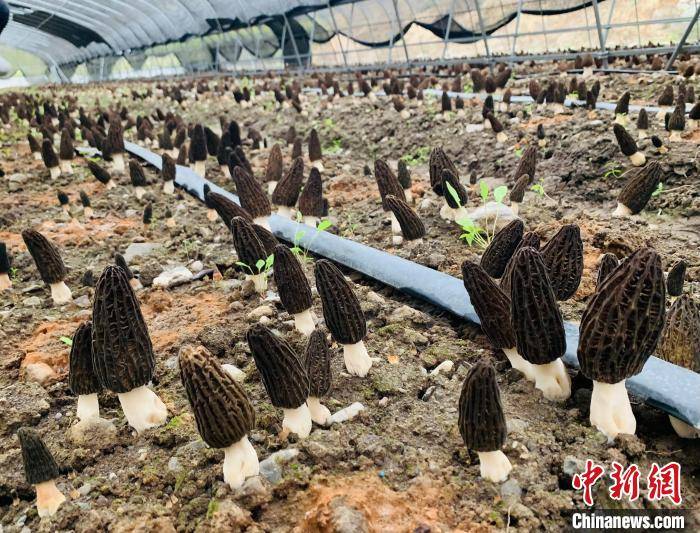 图为甘肃甘南高原羊肚菌种植基地(资料图 杨阿丽 摄