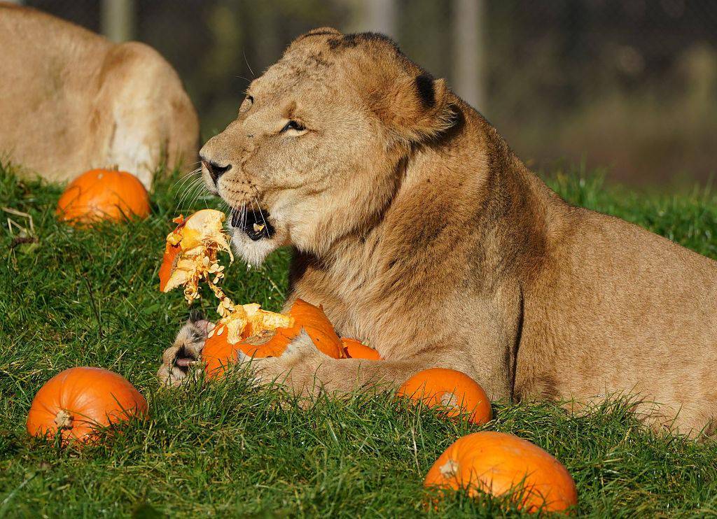 英国动物园布置南瓜 为狮子提前过万圣节