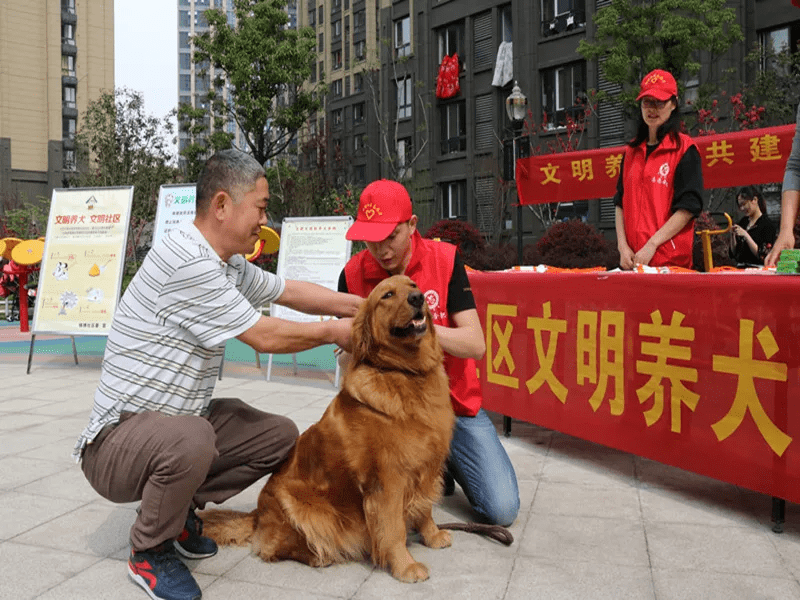 文明养犬|合肥城管1年劝导,处罚遛狗不牵绳40000余起_宣传