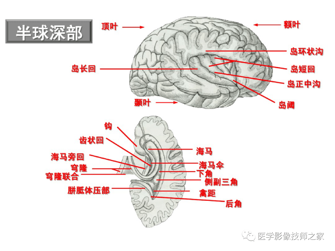 中枢神经系统功能解剖及定位,你掌握了吗?