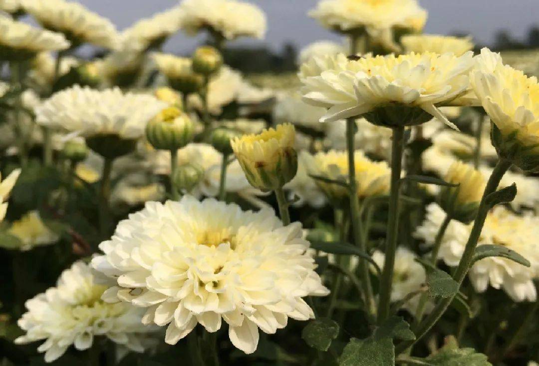 药食同源 | 待到重阳日,还来就菊花_滁菊