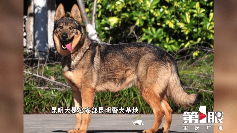 警犬奶爸求助:给我两个"宝贝"取个名吧