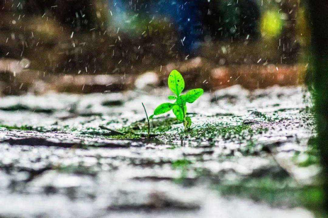 20首微雨诗词,不知何处雨,已觉此间凉_细雨