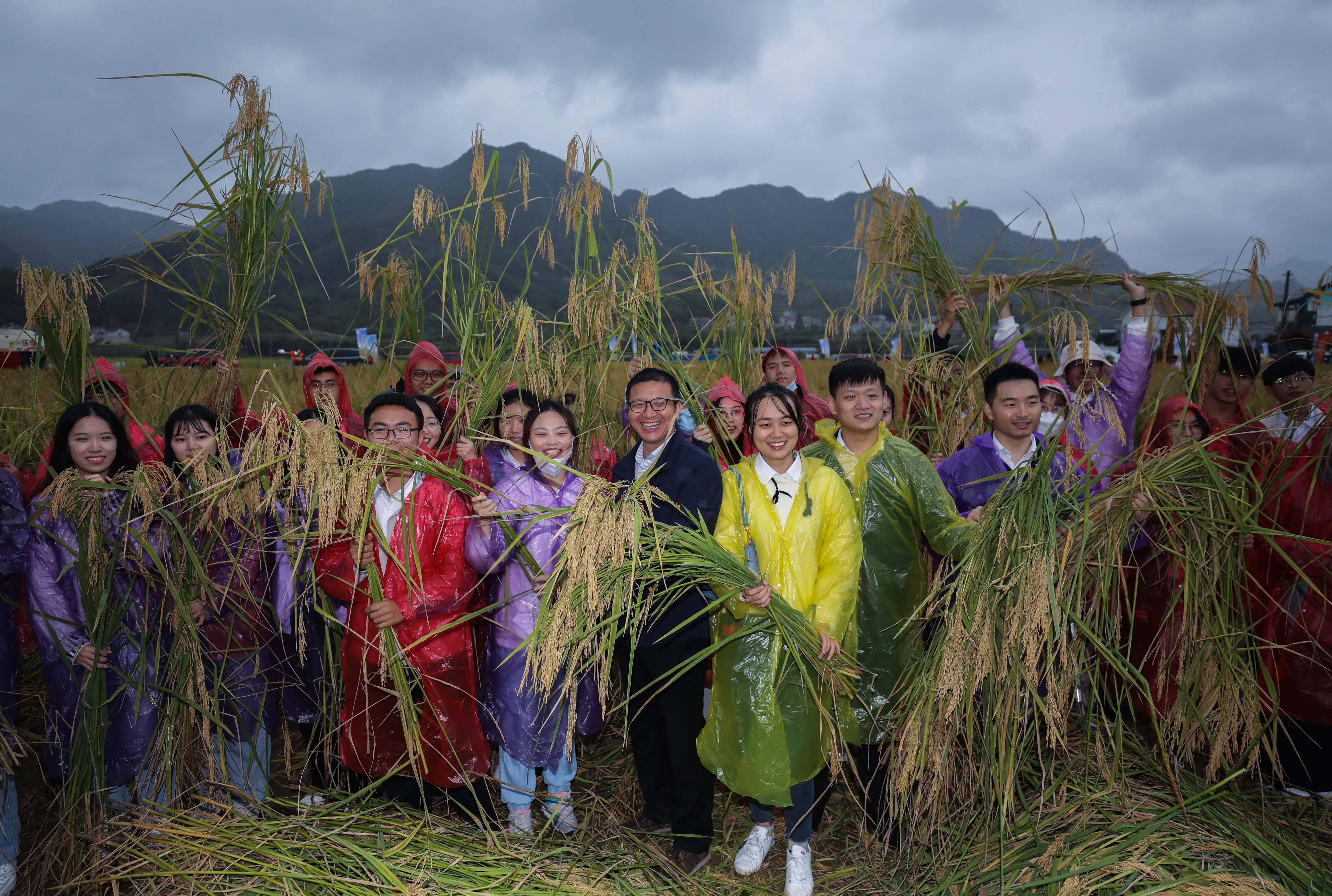 10月16日,游客在三都镇新和村袁隆平生态水稻种植基地与收割的"巨型稻