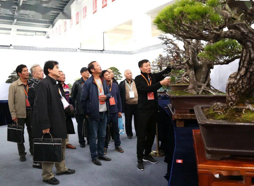 最全!78铜47银22金10特等奖!2020全国精品盆景展