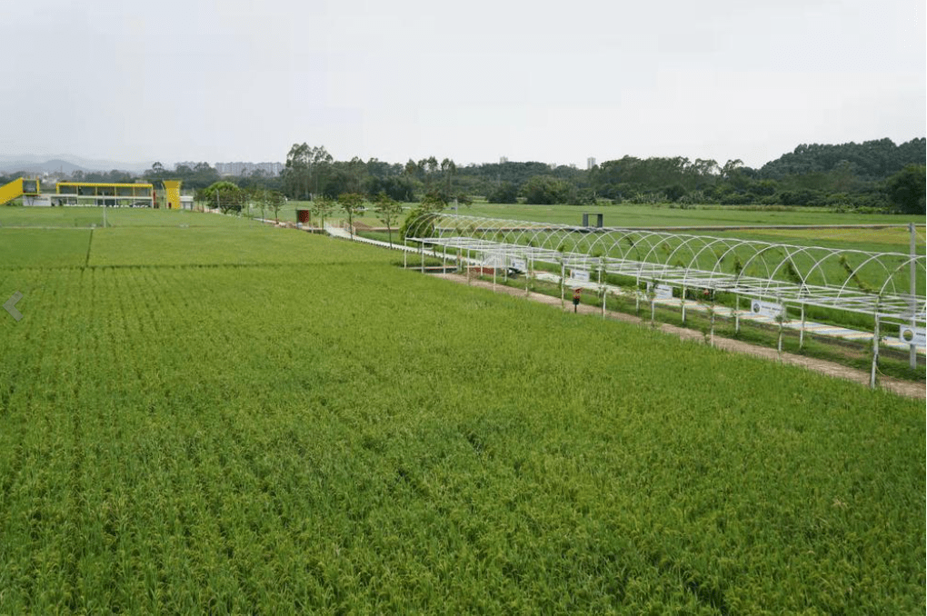 面积3000亩广州打造增城丝苗米产业园