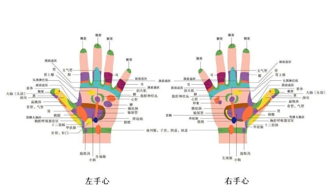 从整体上看,手部是一个倒置的人体缩影,从手掌根部至整个手掌,相当于