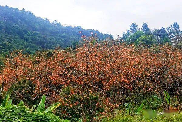 【特惠59】【23/30日】【登桂峰赏柿子】登从化第五高峰桂峰山,赏广州