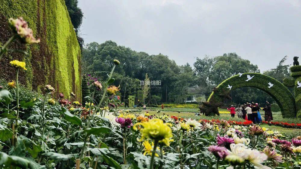 富乐山菊花展开幕了_绵阳