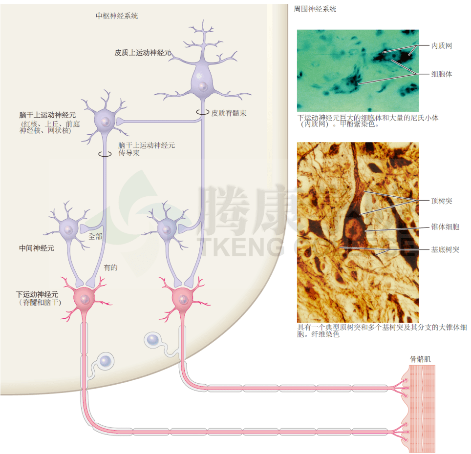 3. 运动传导通路:上,下运动神经元的基本结构