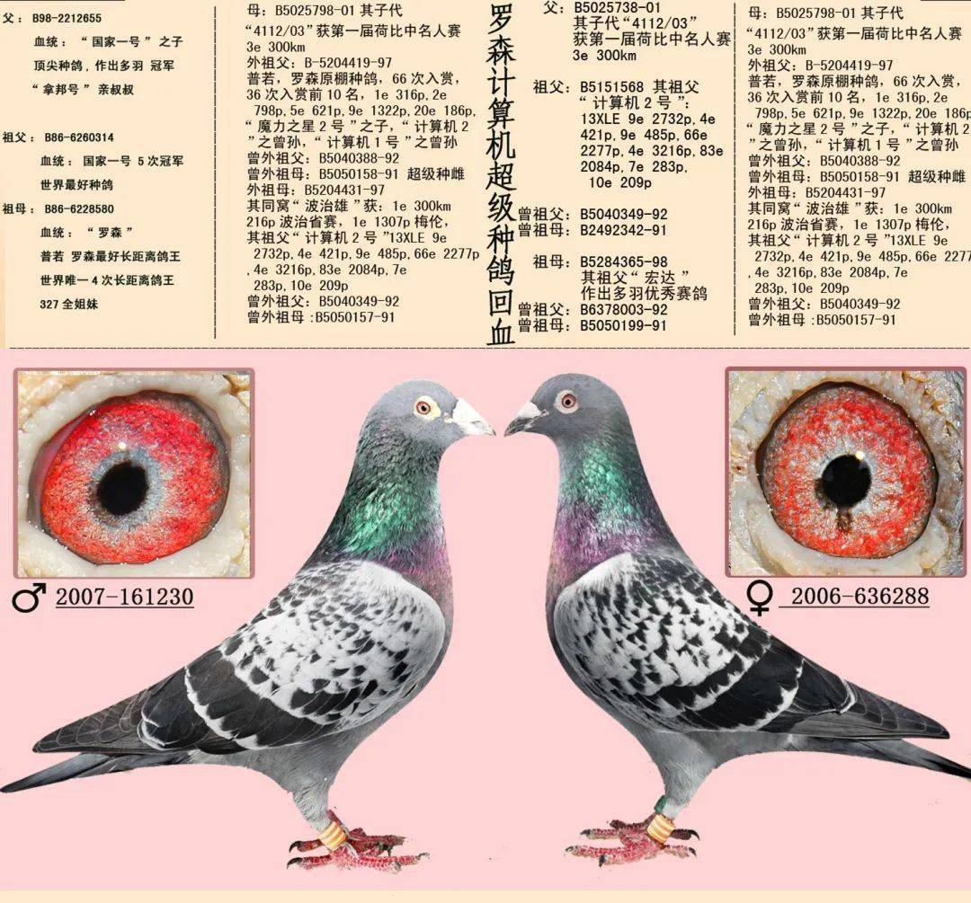 这16对世界经典黄金配对,附血统眼砂照片,你能看出规律吗?