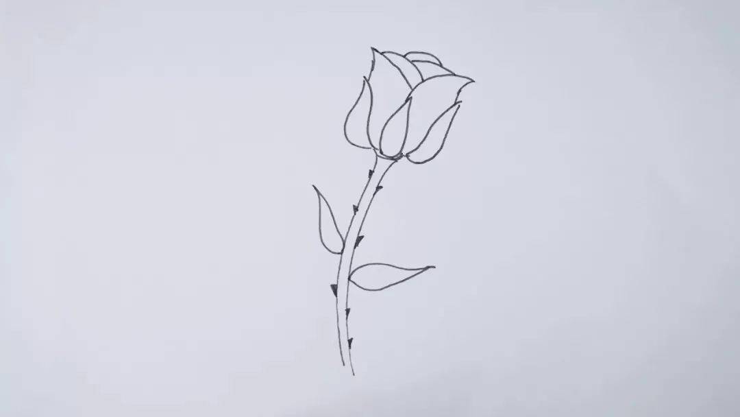 简笔画玫瑰花