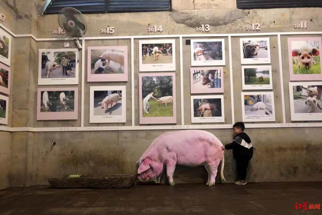 猪坚强永远坚强!"猪型立牌"现身建川博物馆_相关