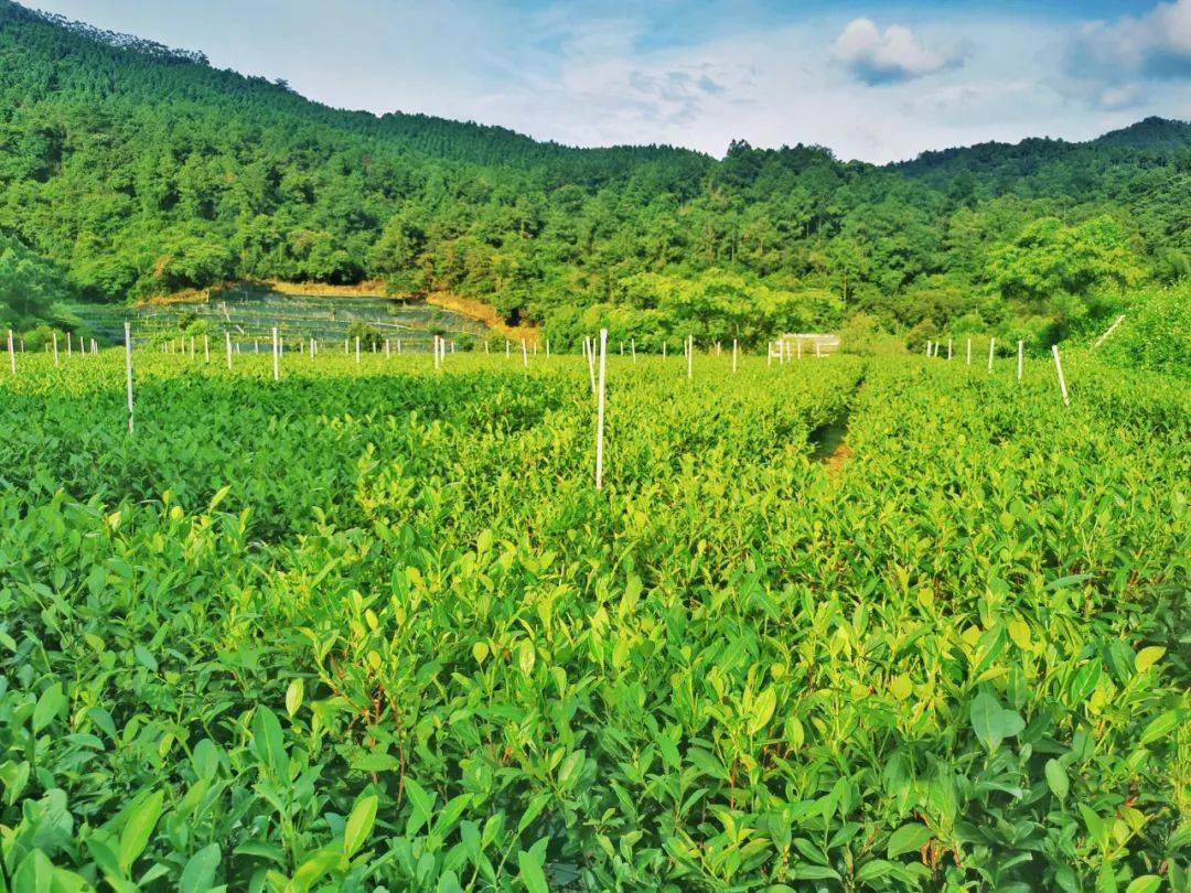 高标准建设百里画廊,完善提升大雁山,茶山,莱苏山水人家,古劳水乡,霄