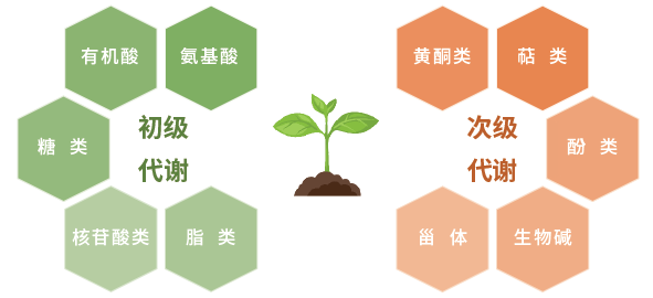 植物代谢组学是中科新生命专门针对植物组学研究推出的非靶向代谢产品