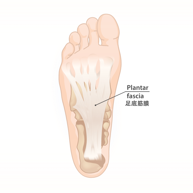 跑步时脚疼脚跟疼是怎么回事_脚趾