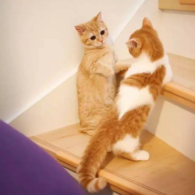 壁纸 动物 狗 狗狗 猫 猫咪 小猫 桌面 640_640