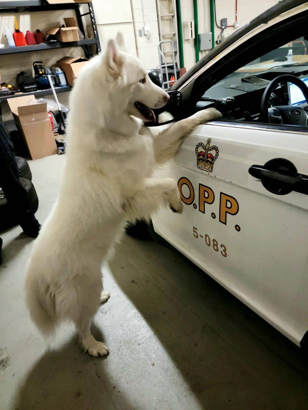 多伦多萌犬走失误入404高速!扒住警车好似给警察"开罚单"!